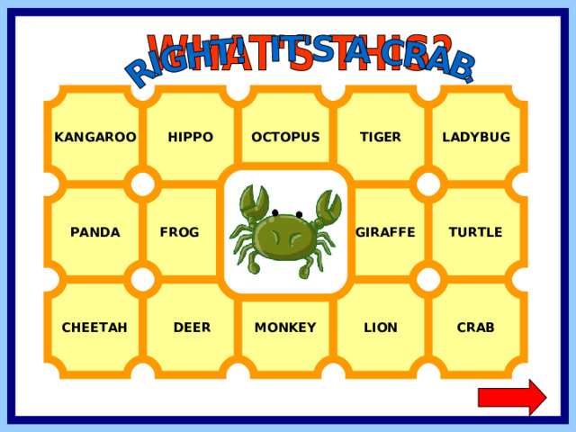 KANGAROO HIPPO OCTOPUS TIGER LADYBUG FROG  GIRAFFE TURTLE PANDA CRAB CHEETAH LION MONKEY  DEER  