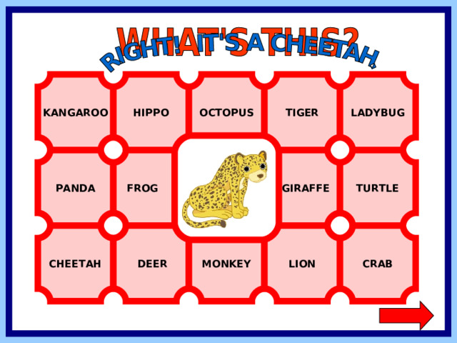 KANGAROO HIPPO OCTOPUS TIGER LADYBUG TURTLE PANDA FROG  GIRAFFE CHEETAH CRAB LION MONKEY  DEER  