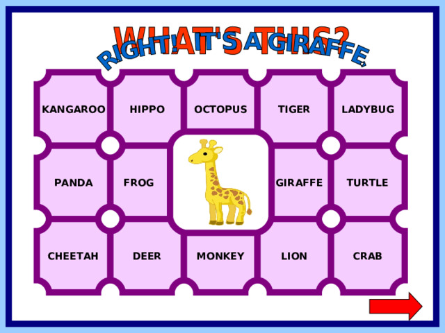 KANGAROO HIPPO OCTOPUS TIGER LADYBUG  GIRAFFE FROG TURTLE PANDA CHEETAH CRAB LION MONKEY DEER  