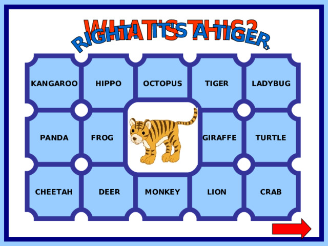 TIGER KANGAROO HIPPO OCTOPUS LADYBUG FROG  GIRAFFE TURTLE PANDA CHEETAH CRAB LION MONKEY  DEER  