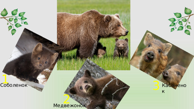 1 3 Соболенок Кабаненок 2 Медвежонок 