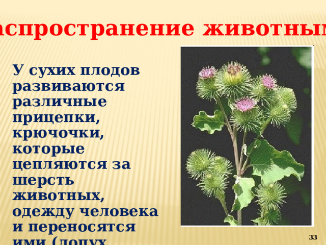 Распространение животными У сухих плодов развиваются различные прицепки, крючочки, которые цепляются за шерсть животных, одежду человека и переносятся ими (лопух, липучка, череда). 15 