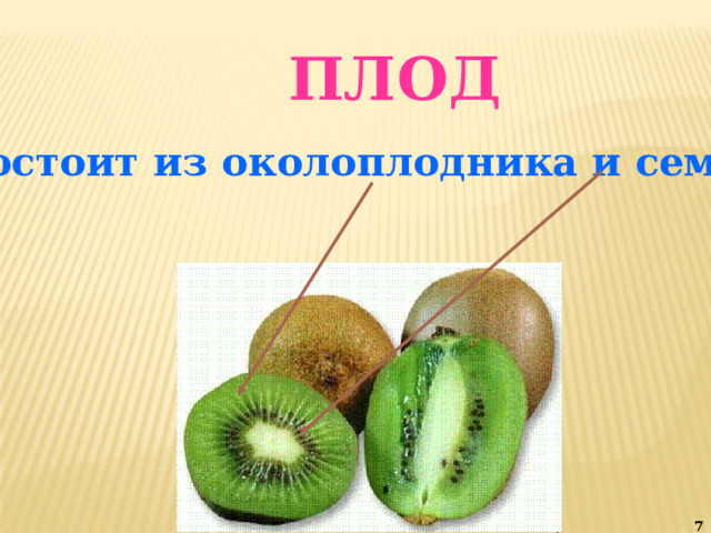 ПЛОД состоит из околоплодника и семян.  