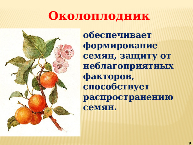 Околоплодник обеспечивает формирование семян, защиту от неблагоприятных факторов, способствует распространению семян.  