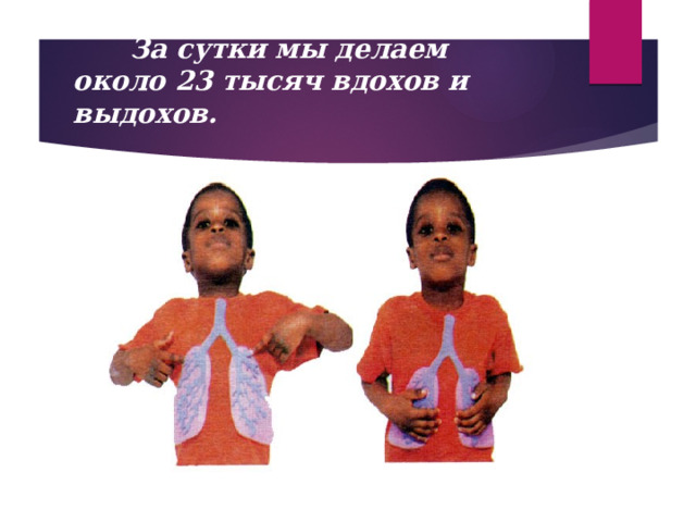   За сутки мы делаем около 23 тысяч вдохов и выдохов.   