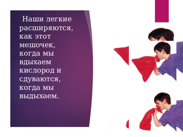  Наши легкие расширяются, как этот мешочек, когда мы вдыхаем кислород и сдуваются, когда мы выдыхаем.   
