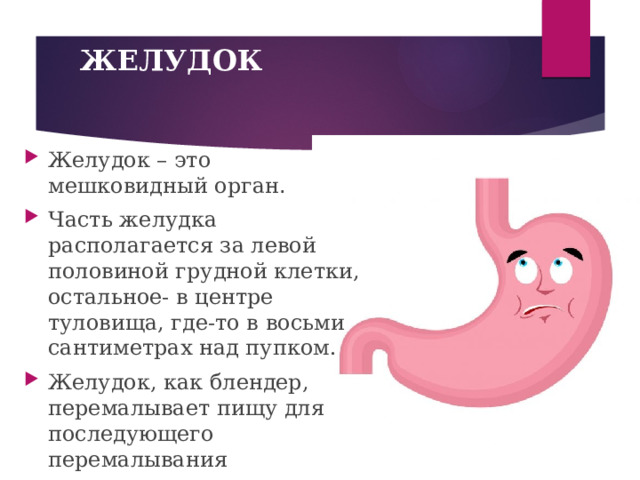 ЖЕЛУДОК Желудок – это мешковидный орган . Часть желудка располагается за левой половиной грудной клетки, остальное- в центре туловища, где-то в восьми сантиметрах над пупком. Желудок, как блендер, перемалывает пищу для последующего перемалывания  