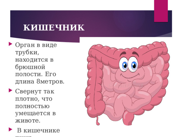  КИШЕЧНИК Орган в виде трубки, находится в брюшной полости. Его длина 8метров. Свернут так плотно, что полностью умещается в животе.  В кишечнике пища переваривается и впитывается организмом.   