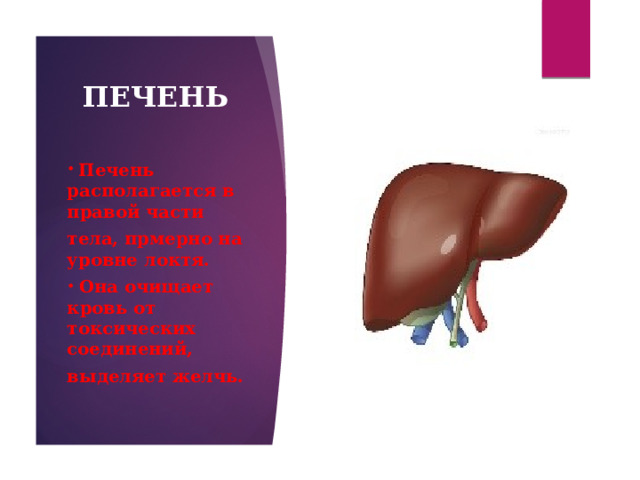 ПЕЧЕНЬ  Печень располагается в правой части тела, прмерно на уровне локтя.  Она очищает кровь от токсических соединений, выделяет желчь. 