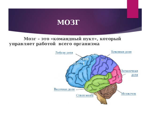   МОЗГ    Мозг – это «командный пукт», который управляет работой всего организма «командный пункт», который управляет работой всего организма - это мозг. (  