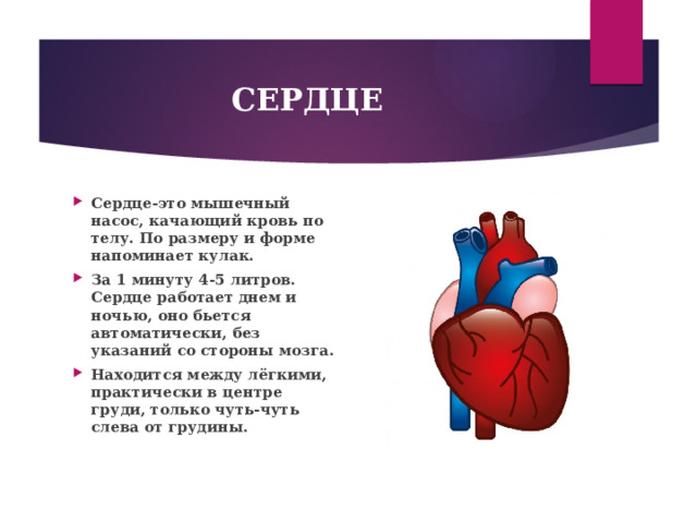 СЕРДЦЕ Сердце-это мышечный насос, качающий кровь по телу. По размеру и форме напоминает кулак. За 1 минуту 4-5 литров. Сердце работает днем и ночью, оно бьется автоматически, без указаний со стороны мозга. Находится между лёгкими, практически в центре груди, только чуть-чуть слева от грудины. 