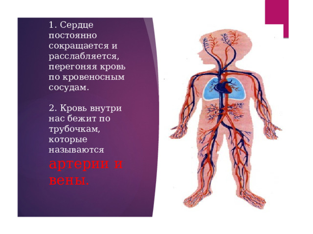   1. Сердце постоянно сокращается и расслабляется, перегоняя кровь по кровеносным сосудам.   2. Кровь внутри нас бежит по трубочкам, которые называются  артерии и вены.     