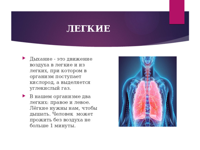ЛЕГКИЕ Дыхание - это движение воздуха в легкие и из легких, при котором в организм поступает кислород, а выделяется углекислый газ. В нашем организме два легких: правое и левое.  Лёгкие нужны нам, чтобы дышать. Человек может прожить без воздуха не больше 1 минуты.  
