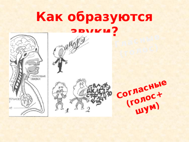 Гласные (голос) Согласные (голос+ шум) Как образуются звуки? 