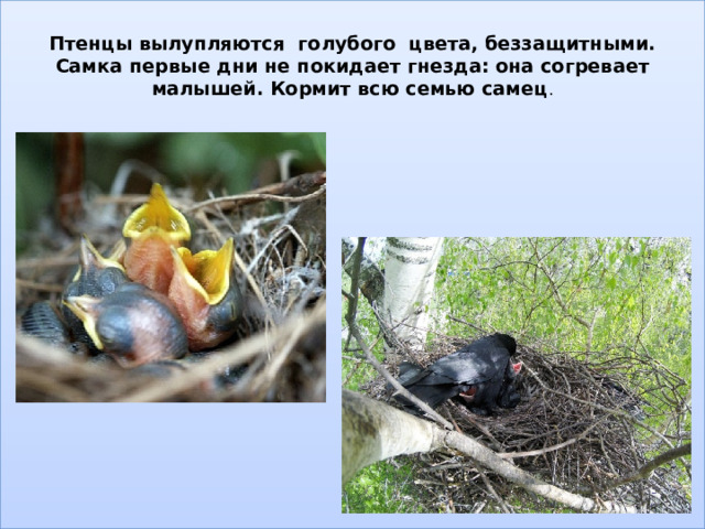 Птенцы вылупляются голубого цвета, беззащитными. Самка первые дни не покидает гнезда: она согревает малышей. Кормит всю семью самец . 