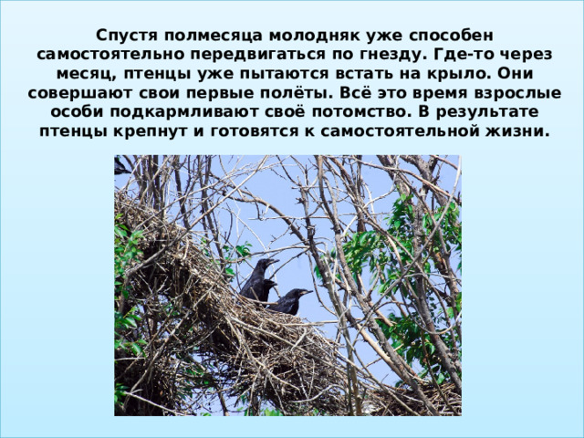 Спустя полмесяца молодняк уже способен самостоятельно передвигаться по гнезду. Где-то через месяц, птенцы уже пытаются встать на крыло. Они совершают свои первые полёты. Всё это время взрослые особи подкармливают своё потомство. В результате птенцы крепнут и готовятся к самостоятельной жизни.   