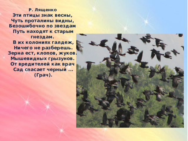 Р. Лященко    Эти птицы знак весны,   Чуть проталины видны,   Безошибочно по звездам   Путь находят к старым гнездам.   В их колониях галдеж,  Ничего не разберешь.  Зерна ест, клопов, жуков.   Мышевидных грызунов.   От вредителей как врач   Сад спасает черный ...(Грач).   