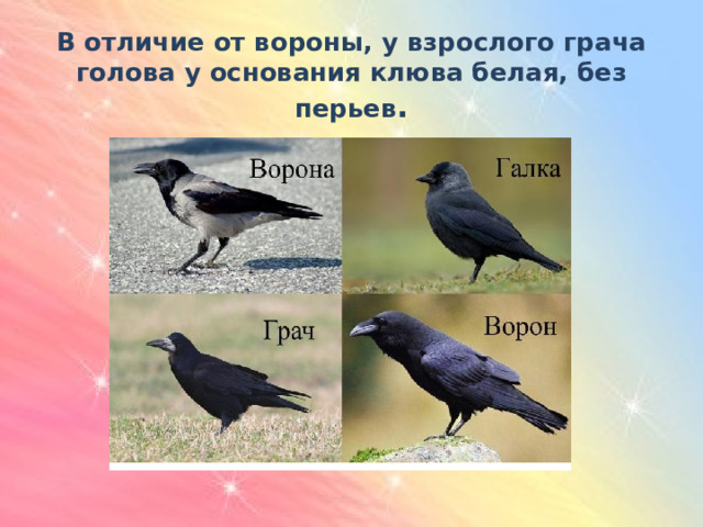 В отличие от вороны, у взрослого грача голова у основания клюва белая, без перьев .   