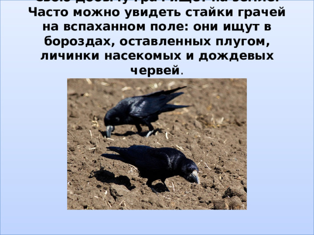 Свою добычу грач ищет на земле. Часто можно увидеть стайки грачей на вспаханном поле: они ищут в бороздах, оставленных плугом, личинки насекомых и дождевых червей .   