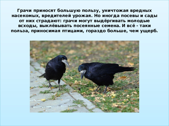 Грачи приносят большую пользу, уничтожая вредных насекомых, вредителей урожая. Но иногда посевы и сады от них страдают: грачи могут выдёргивать молодые всходы, выклёвывать посеянные семена.  И всё - таки польза, приносимая птицами, гораздо больше, чем ущерб.    