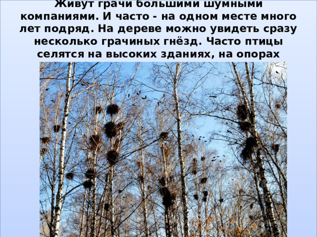 Живут грачи большими шумными компаниями. И часто - на одном месте много лет подряд. На дереве можно увидеть сразу несколько грачиных гнёзд. Часто птицы селятся на высоких зданиях, на опорах мостов и электропередач.   