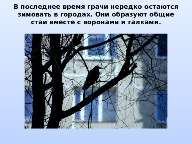 В последнее время грачи нередко остаются зимовать в городах. Они образуют общие стаи вместе с воронами и галками.   