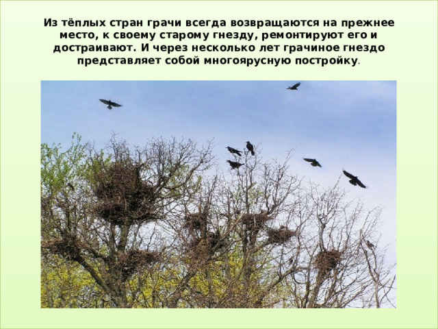 Из тёплых стран грачи всегда возвращаются на прежнее место, к своему старому гнезду, ремонтируют его и достраивают. И через несколько лет грачиное гнездо представляет собой многоярусную постройку . 