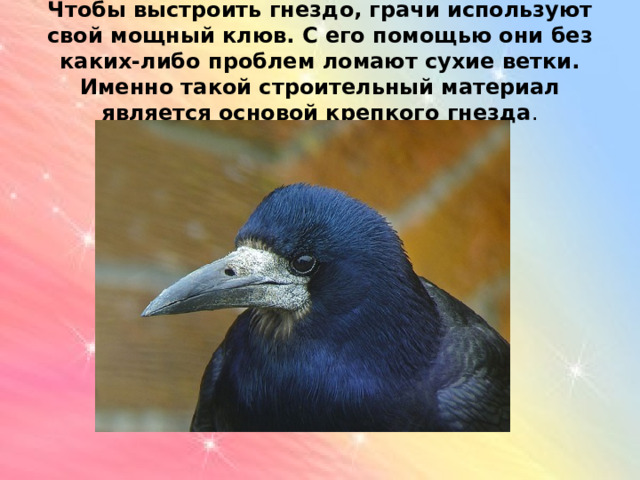 Чтобы выстроить гнездо, грачи используют свой мощный клюв. С его помощью они без каких-либо проблем ломают сухие ветки. Именно такой строительный материал является основой крепкого гнезда .   