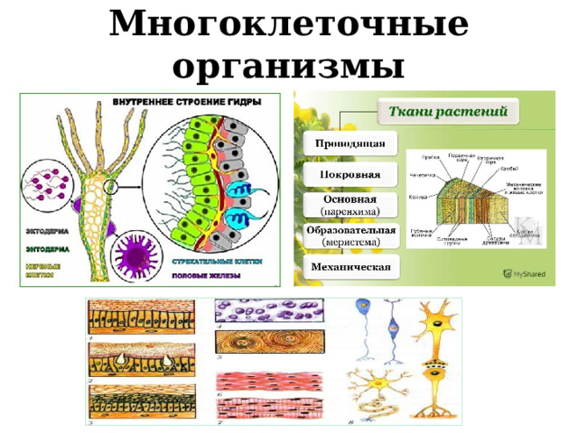 Многоклеточные организмы 