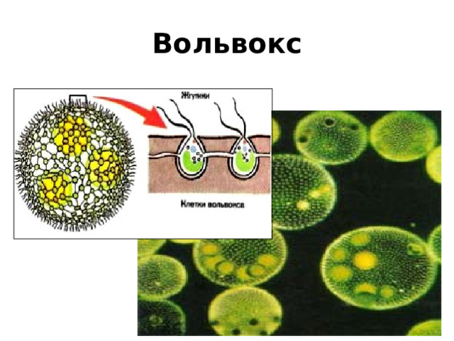 Вольвокс 