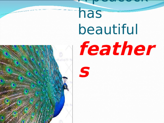 A peacock has beautiful feathers 