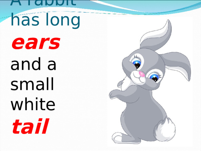 A rabbit has long ears and a small white tail 