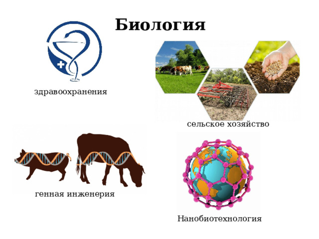 Биология здравоохранения сельское хозяйство генная инженерия Нанобиотехнология 