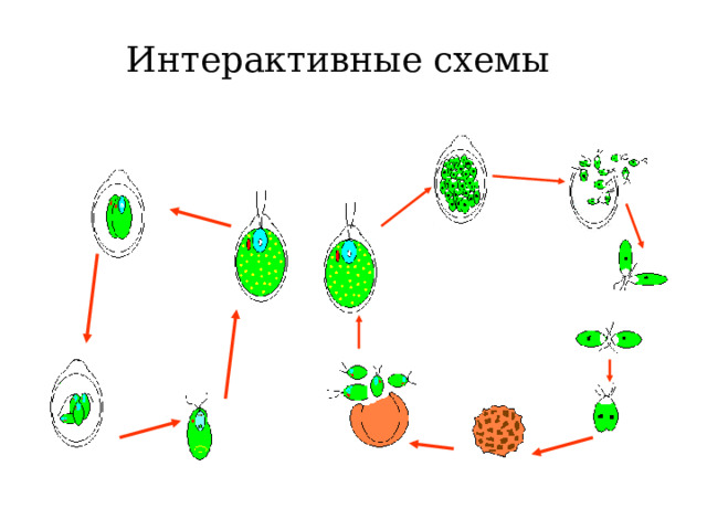 Интерактивные схемы 