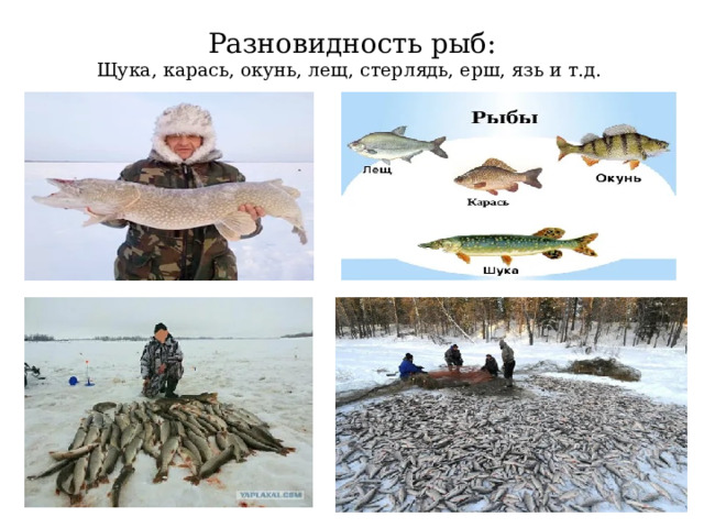 Разновидность рыб:  Щука, карась, окунь, лещ, стерлядь, ерш, язь и т.д.   