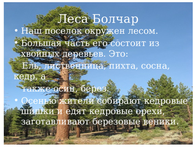 Леса Болчар Наш поселок окружен лесом. Большая часть его состоит из хвойных деревьев. Это:  Ель, лиственница, пихта, сосна, кедр, а  также осин, берез. Осенью жители собирают кедровые шишки и едят кедровые орехи, заготавливают березовые веники. 