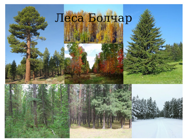 Леса Болчар 