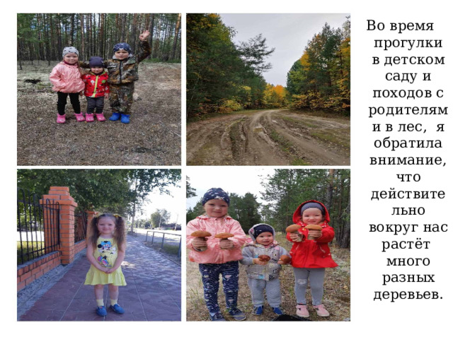 Во время прогулки в детском саду и походов с родителями в лес, я обратила внимание, что действительно вокруг нас растёт много разных деревьев.   