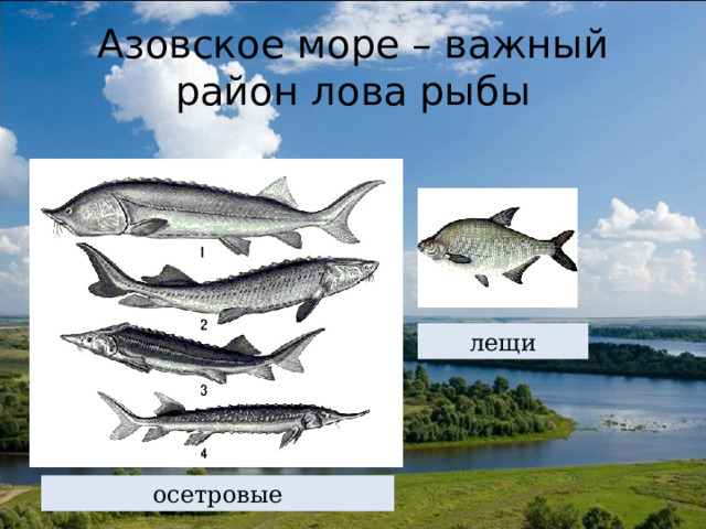 Азовское море – важный район лова рыбы лещи осетровые 