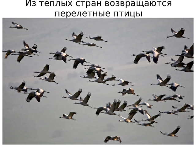 Из теплых стран возвращаются перелетные птицы 