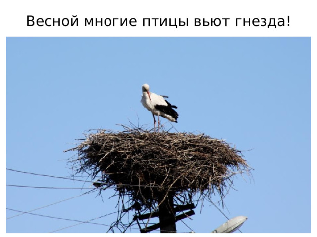 Весной многие птицы вьют гнезда!  