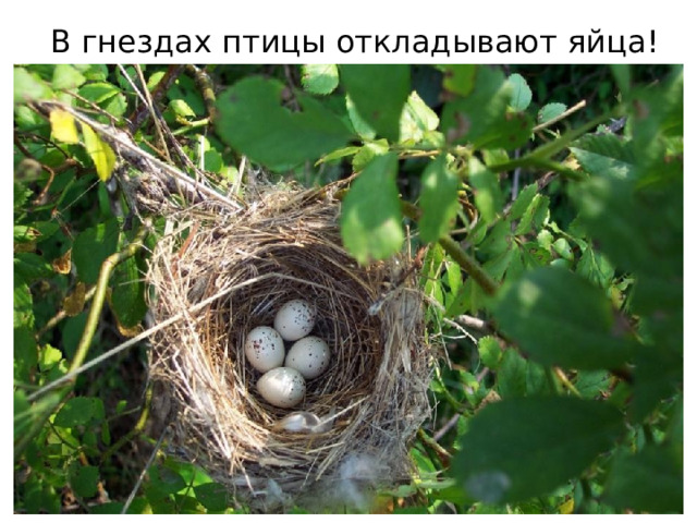 В гнездах птицы откладывают яйца! Шумной стайкой кружатся.  И малиновка и дрозд  Занялись устройством гнёзд:  Носят, носят в домики  Птицы по соломинке.      