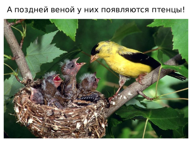 А поздней веной у них появляются птенцы! 