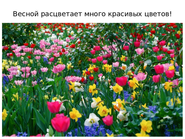 Весной расцветает много красивых цветов!  