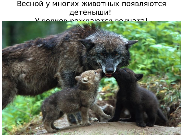 Весной у многих животных появляются детеныши!  У волков рождаются волчата! 