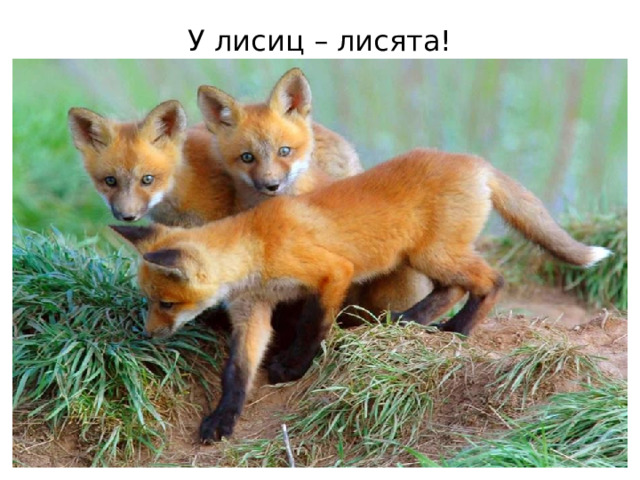 У лисиц – лисята! 
