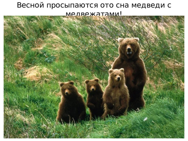 Весной просыпаются ото сна медведи с медвежатами! Весело аукнула  Из лесу весна,  Ей медведь откликнулся  Проурчав со сна.    