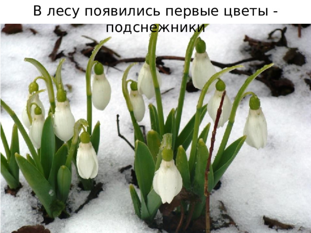В лесу появились первые цветы - подснежники Появились подснежники!  