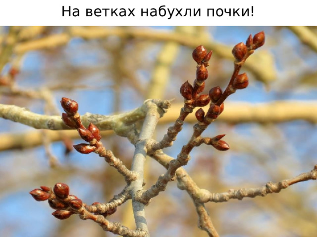 На ветках набухли почки!  