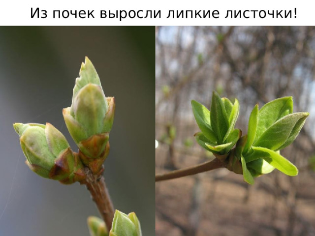 Из почек выросли липкие листочки!  Весной На деревьях – Ты взгляни, - Там, где были почки, Как зеленые огни, Вспыхнули листочки. (Автор: Н. Гончаров)        